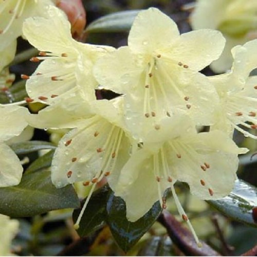 Rhododendron Chionodes - Hardy Hybrid | ScotPlants Direct